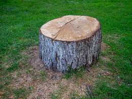 How Our Tree Care Process Works  in  Curtisville, PA