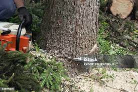 Professional Tree Care in Curtisville, PA