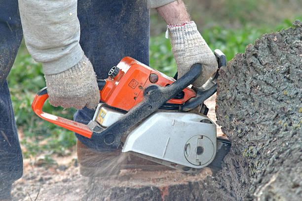 Best Emergency Tree Removal  in Curtisville, PA
