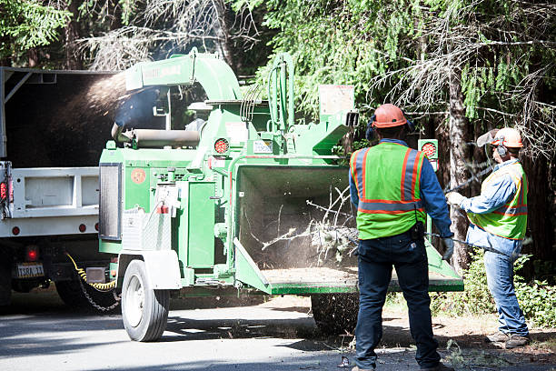 Best Storm Damage Tree Cleanup  in Curtisville, PA