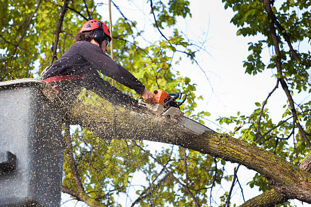 Best Tree Risk Assessment  in Curtisville, PA