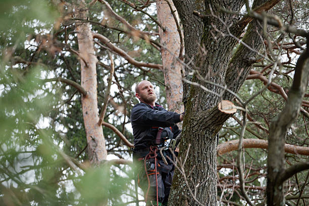 Best Fruit Tree Pruning  in Curtisville, PA